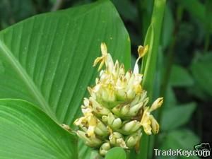 Calathea inocephala - Rare Tropical Beauty 50 seeds