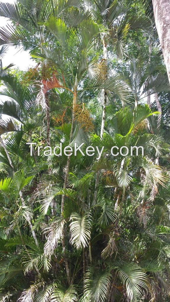 Dypsis lutescens 1000 seeds