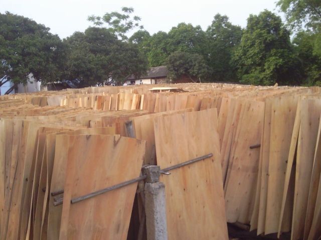 Eucalyptus core veneer