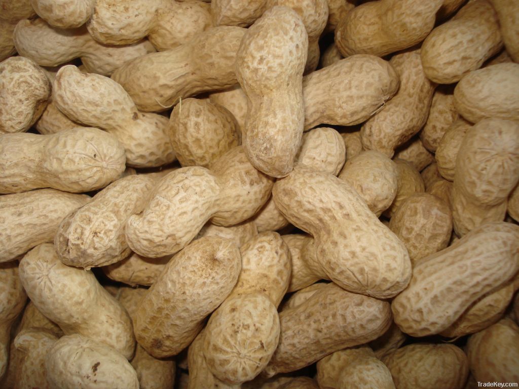 Peanuts with skin, raw & roasted peanuts in shells