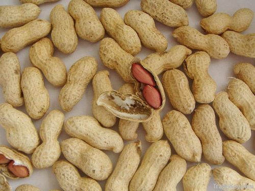 Roasted peanut kernels (salted & spicy)
