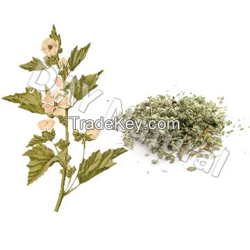 Herbal cigarette raw materials Marshmallow leaves