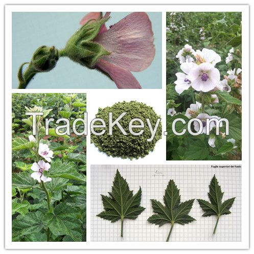 Herbal cigarette raw materials Marshmallow leaves