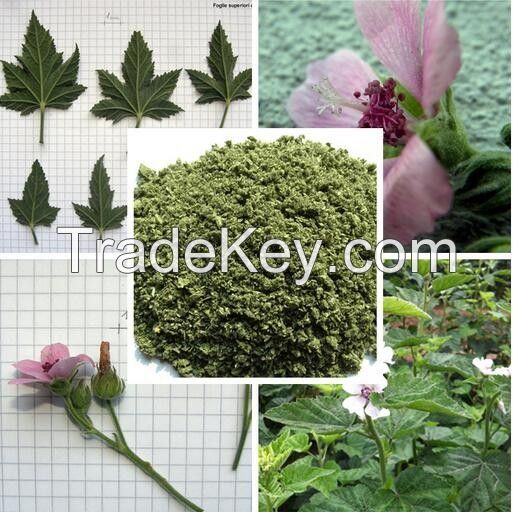 Herbal cigarette raw materials Marshmallow leaves