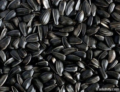 New Crop Sunflower Seeds Suppliers | Sunflower Seed Exporters, | Sunflower Black Seed  | Striped Black Seed | Flowers Seed | Sunflower Kernels