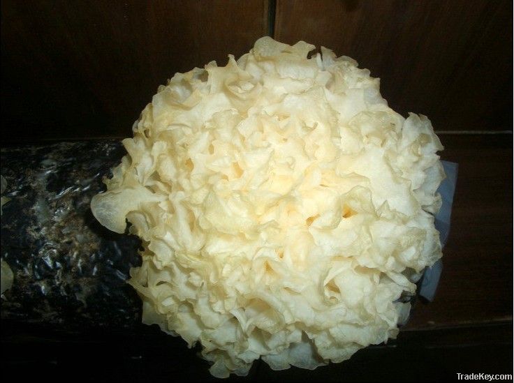 Dried tremella, white fungus