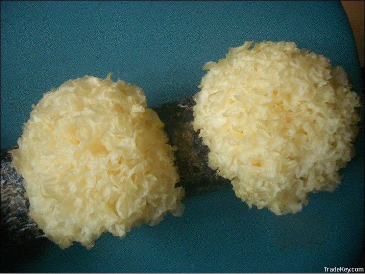 Dried tremella, white fungus