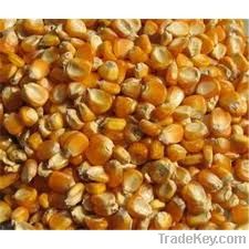 pellet corn cattle feed