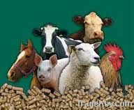 pellet corn cattle feed