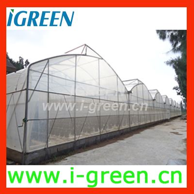 Easy installed Plastic Multi- span GreenhouseWL8238