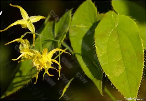 Epimedium extract