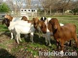 PURE blooded boer goats and oercentage boer goats