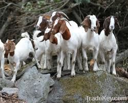 PERCENTAGE AND PURE blooded boer goats and oercentage boer goats