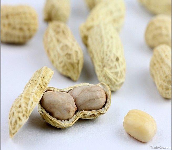 roasted salted peanut kernels 25/29 without the red skin