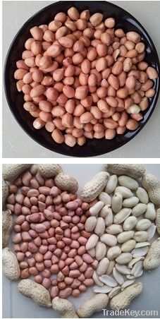 Chinese Blanched Peanut kernels
