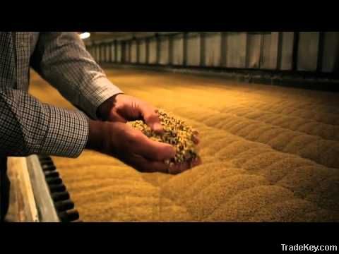 Feed Barley