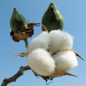 Egyptian Cotton Threads