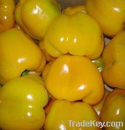 Yellow Capsicum