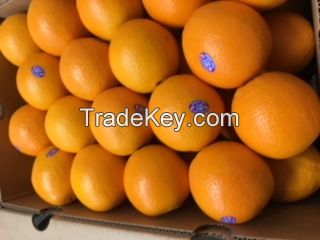 Navel Oranges, Lemons and Cara Cara Oranges
