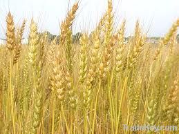 Wheat | Wheat exporter | Wheat distributor | Wheat wholesaler | Wheat supplier | Wheat importer |  Wheat |Wheat for sale | long grain Wheat exporter | buy Wheat online | Wheat for sale |  Wheat exporter | Wheat wholesaler | long grain Wheat buyer |  Wheat