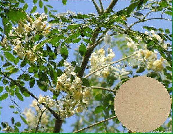 Top Quality Moringa Leaf Powder GMP Certified Manufacturer
