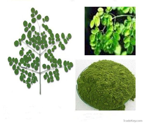 Top Quality Moringa Leaf Powder GMP Certified Manufacturer