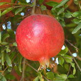 Organic Pomegranate Fruit