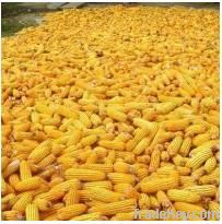 Maize | Maize Exporter | Corn Grain Seller | Maize Buyer | Bulk Maize Grain Importer | Corn bean Buyer | Corn bean Wholesaler | Corn Grain Manufacturer | Best Quality Corn Grain | Cheap Maize Supplier | Low Price Corn | Yellow Corn | White Cron | Baby Mai