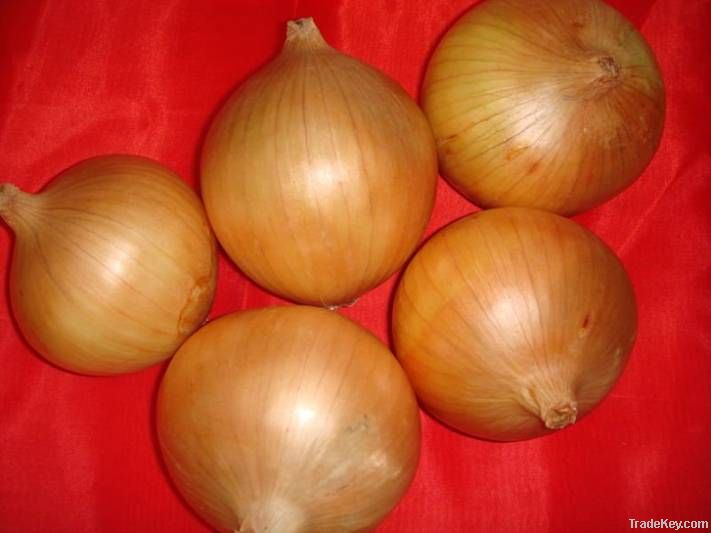 GAOMI SHENGYUAN BRAND ONION