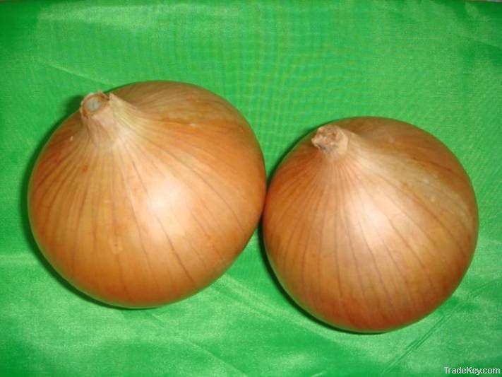 GAOMI SHENGYUAN BRAND ONION