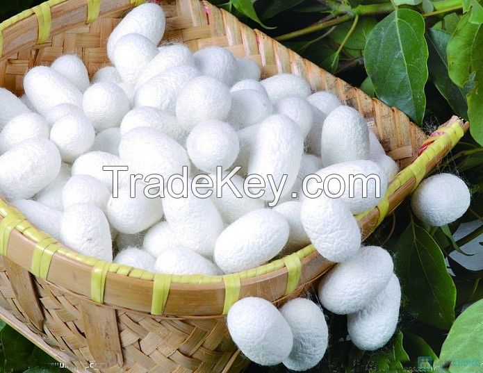 Natural Silkworm Cocoon/ Viet nam Silkworm Cocoon WHATSAPP+84-93-243-6968 