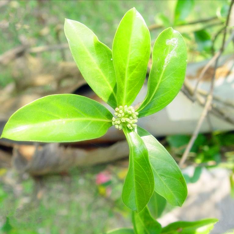 Medicinal Morinda Root Extract