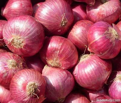 Onion