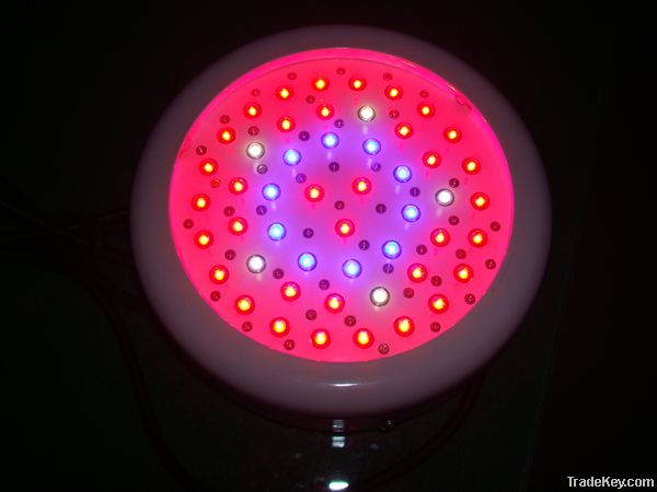 50W vegetable growing led light bloom led grow light