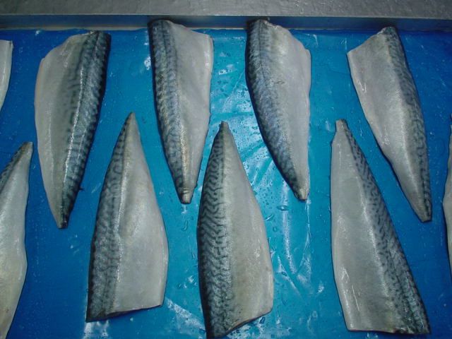 Frozen mackerel fillet