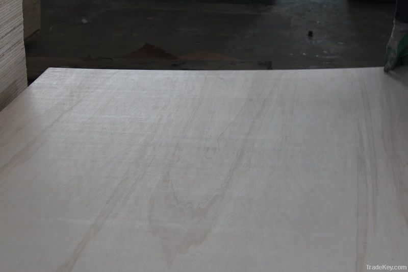 poplar plywood BB/CC