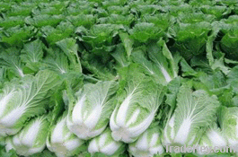 china organic chinese cabbage