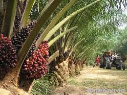 Palm Fruit