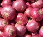 RED ONION