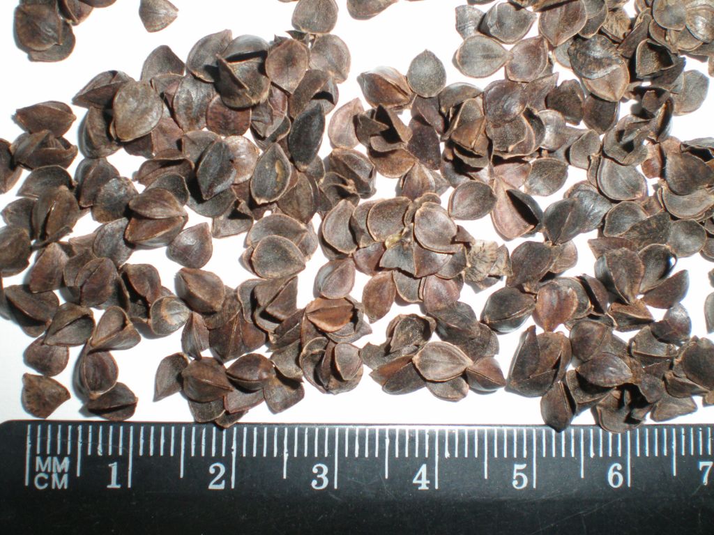 buckwheat hulls