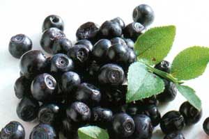 Bilberry	