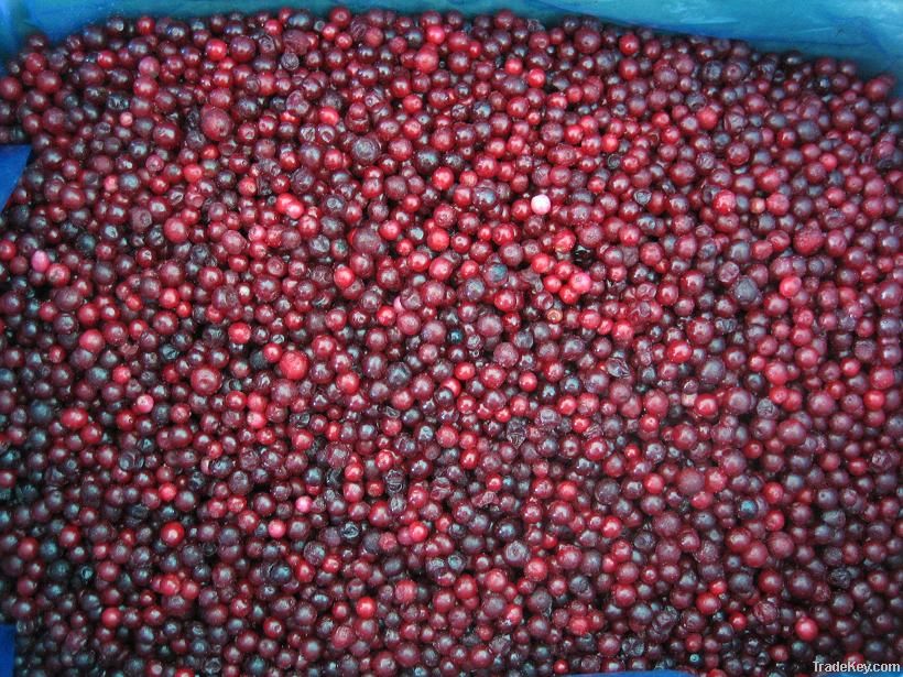 Frozen Lingonberry