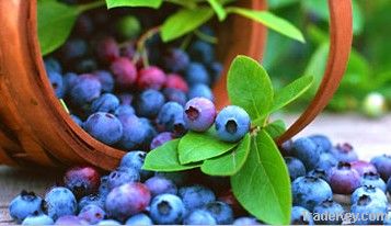 Wild Blueberry