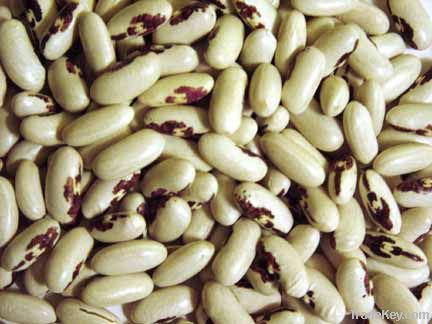 Kidney beans, red kidney beans, white kidney beans, black kidney beans