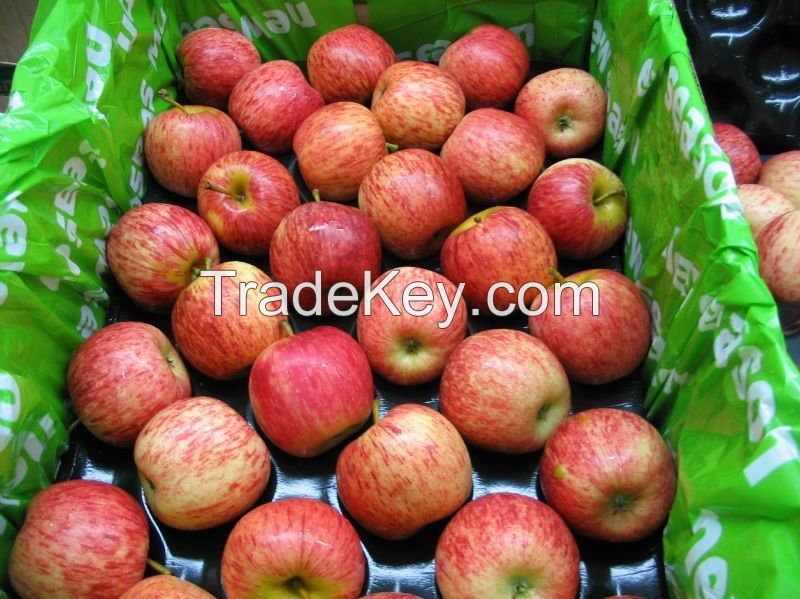 Fresh apples, Royal Gala, Granny Smith, Golden Delicious, Pink Lady Exporters, growers