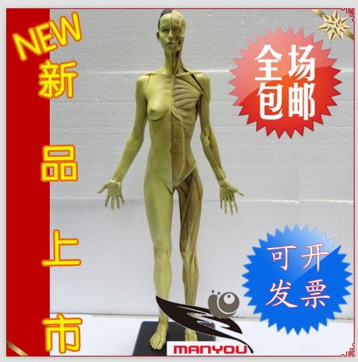 GK simulation PU edition art with the human body model 60cm female