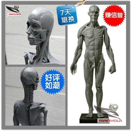 A set of anatomical Art  human model musculoskeletal model