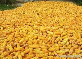 YELLOW CORN