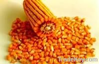 YELLOW CORN