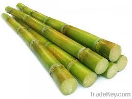 fresh sugar cane